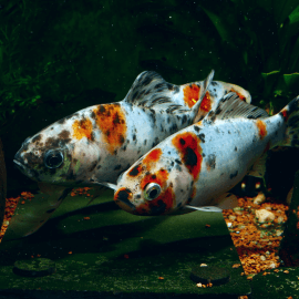 Carassius auratus - Shubunkin 8-12cm