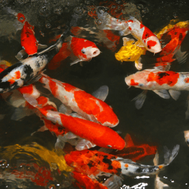 Poissons de bassin : carpe Koï Japon & France - Floraquatic