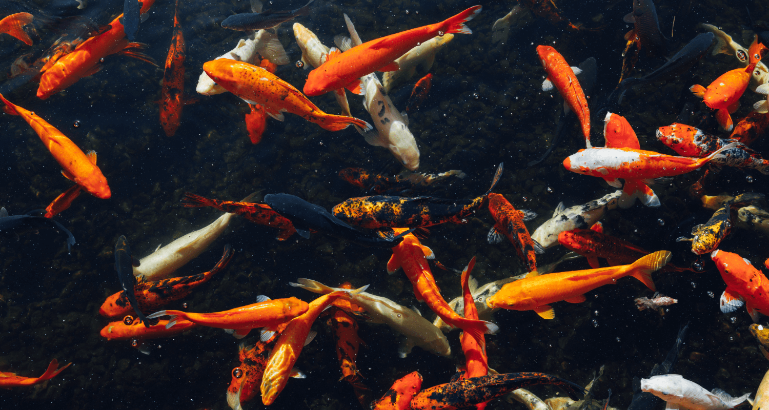 Carpes koï nageant paisiblement en bassin