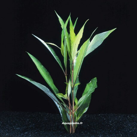 Nomaphila Siamensis - Plante d'aquarium facile