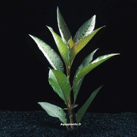 Nomaphila Corymbosa - Plante d'aquarium facile