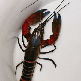 Ecrevisse Cherax peknyi Red Claw