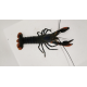 Ecrevisse Cherax alyciae Black kong