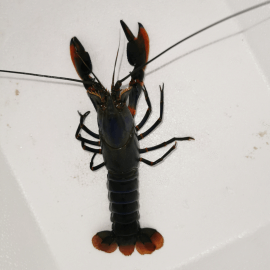 Ecrevisse Cherax alyciae Black kong