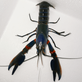 Ecrevisse Cherax alyciae Blue kong