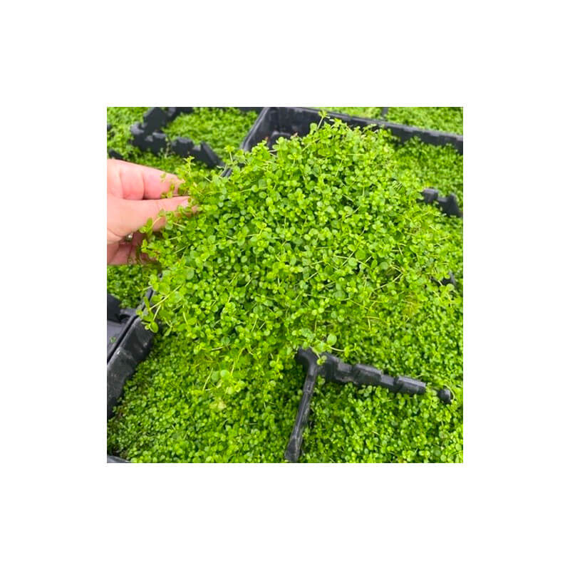 Micranthemum Monte Carlo in vitro - plante d'avant plan de l'aquarium