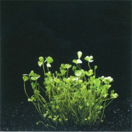 Marsilea Crenata