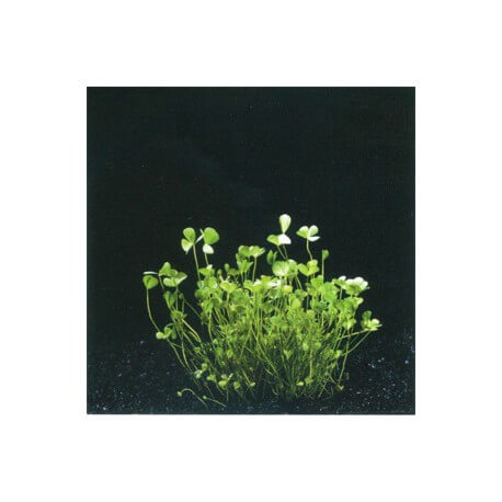 Bacopa Crenata - Plante d'aquarium in vitro