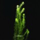 Mayaca Vandelli - Plante d'aquarium