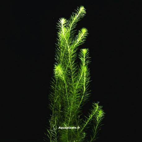 Mayaca Vandelli - Plante d'aquarium