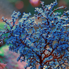 Acalycigorgia sp. blue berry Frag S - Gorgone bleue