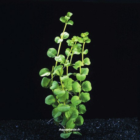 Lysimachia Nummularia - Plante d'aquarium facile