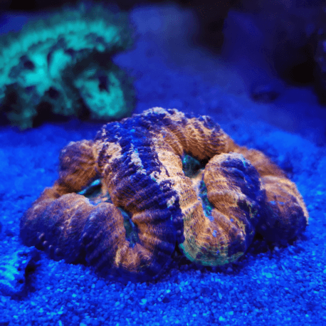 Lobophyllia sp. Orange Ultra LOU1