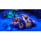 Lobophyllia sp. Orange Ultra LOU1