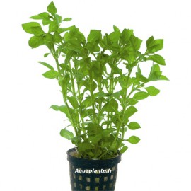 Ludwigia Palustris Green