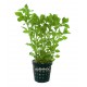 Ludwigia Palustris Green