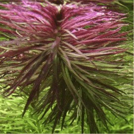 Limnophilia Aromatica - Plante d'aquarium colorée