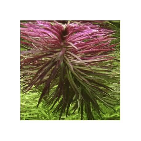 Limnophilia Aromatica - Plante d'aquarium colorée