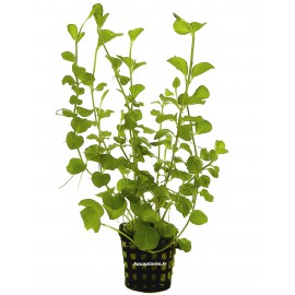 Lysimachia Nummularia Aurea - Plante d'aquarium facile