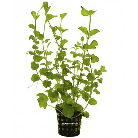 Lysimachia Nummularia Aurea - Plante d'aquarium facile
