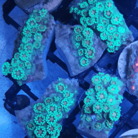 Goniopora sp. Green coeur orange frag