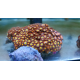 Zoanthus colonie mix color 10x10cm