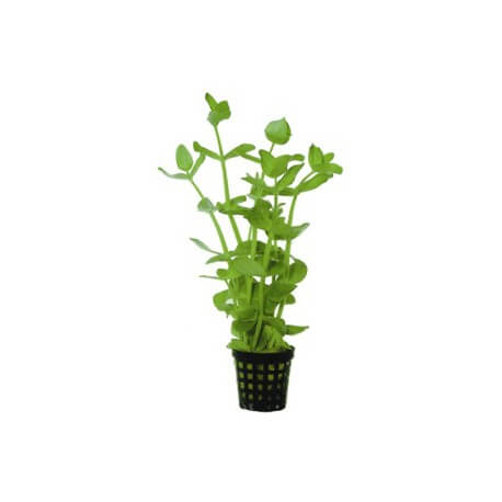 Bacopa Lanigera - Plante facile pour aquarium