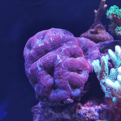 Acanthastrea bowerbanki red colonie ABR2