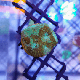 Acanthastrea echinata Green Marble AEGM1