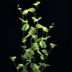 Cardamine Lyrata - Plante facile pour aquarium