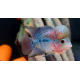 Cichlasoma sp. Flowerhorn mâle 14-16cm