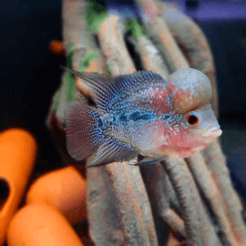 Cichlasoma sp. Flowerhorn mâle 14-16cm