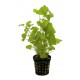 Cardamine Lyrata