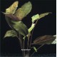Cryptocoryne Blassii