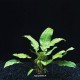 Cryptocoryne BroadLeaf - Plante d'aquarium facile