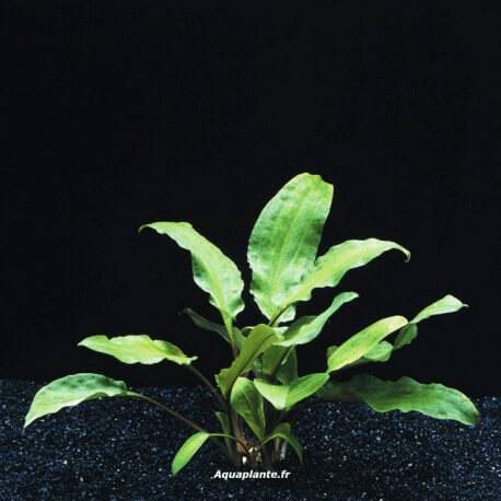Cryptocoryne BroadLeaf - Plante d'aquarium facile