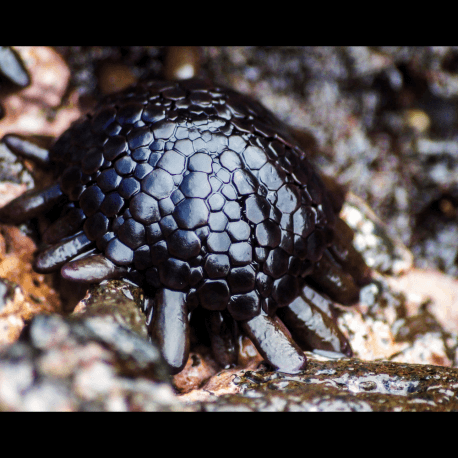 Colobocentrotus atratus - Oursin tortue