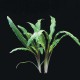 Cryptocoryne Albida
