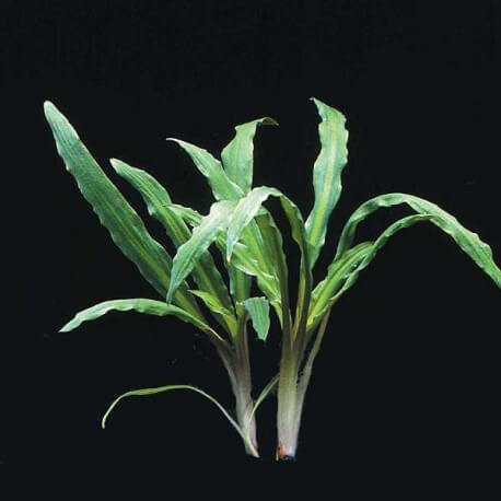Cryptocoryne Albida