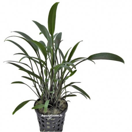 Cryptocoryne Amicorum - Plante d'aquarium facile