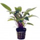 Cryptocoryne Becketii - Plante facile pour aquarium