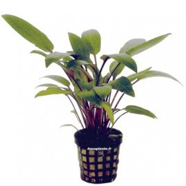 Cryptocoryne Becketii
