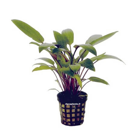 Cryptocoryne Becketii - Plante facile pour aquarium