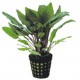 Cryptocoryne Bullosa - Plante d'aquarium facile en pot