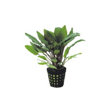 Cryptocoryne Bullosa - Plante d'aquarium facile en pot