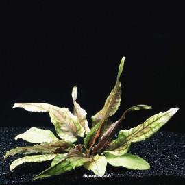 Cryptocoryne Gecko