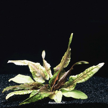 Cryptocoryne Green Gecko