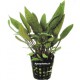 Cryptocoryne Moehlmannii - Plante d'aquarium facile pour débutant
