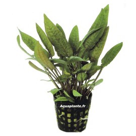 Cryptocoryne Moehlmannii