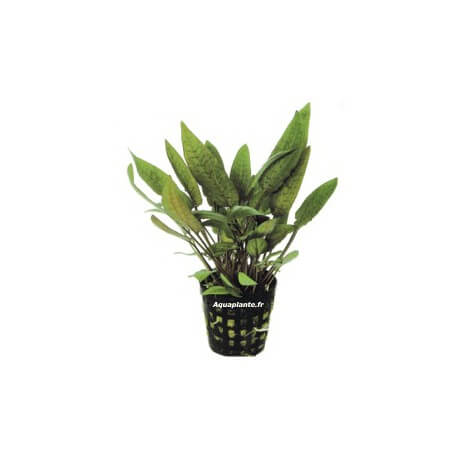 Cryptocoryne Moehlmannii - Plante d'aquarium facile pour débutant